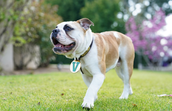 Victor E. Bulldog
